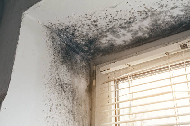 Affordable Mold Remediation solutions in Teutopolis, IL