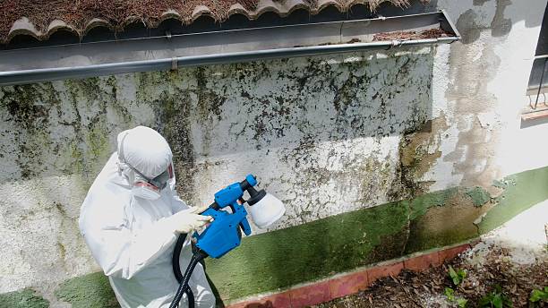 Top rated local Mold Remediation specialists in Teutopolis, IL